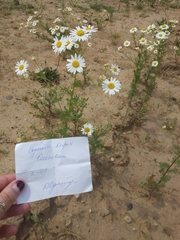 Tripleurospermum inodorum