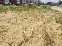 Tripleurospermum inodorum