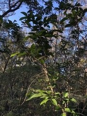 Glochidion ferdinandi pubens