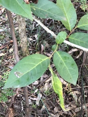 Glochidion ferdinandi pubens