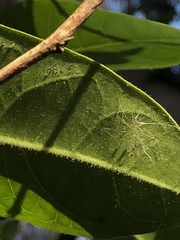 Glochidion ferdinandi pubens