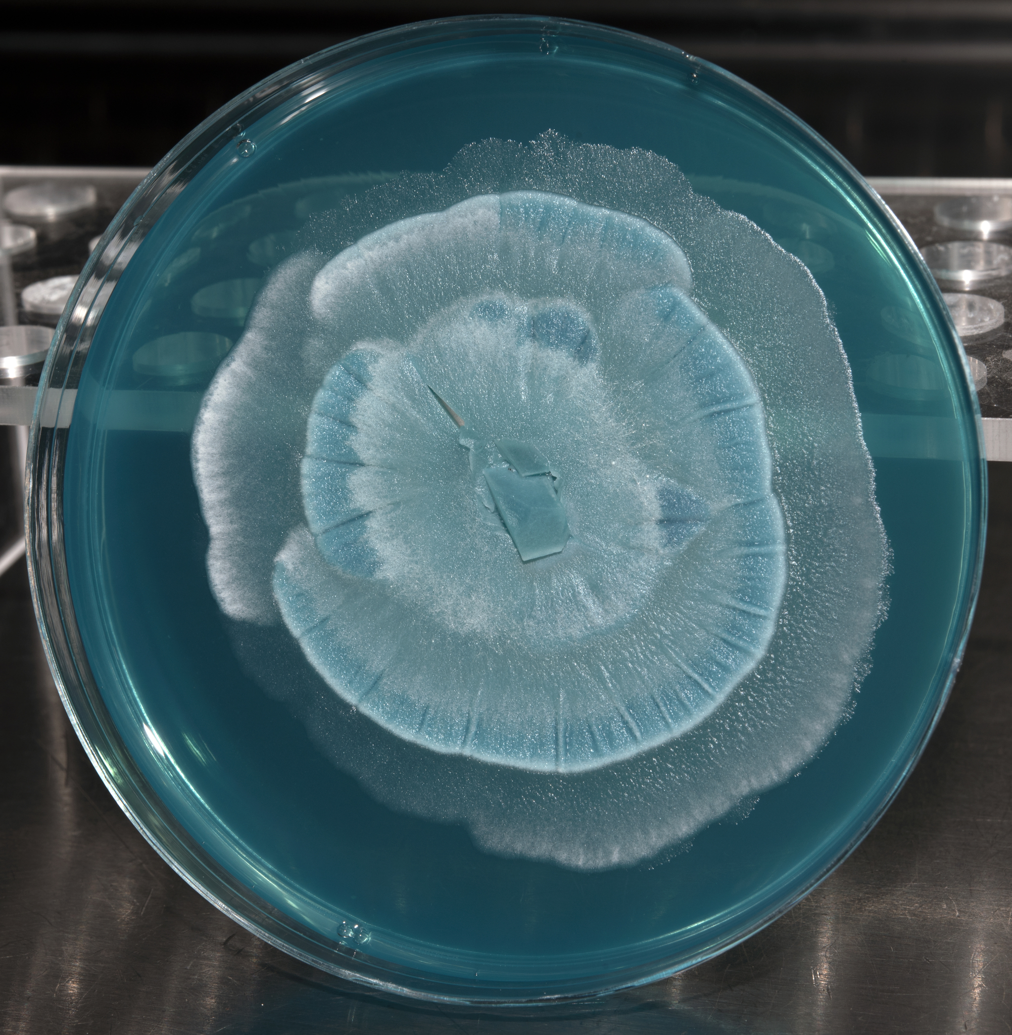 Zygomycota image