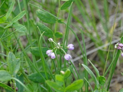 Allium rubens