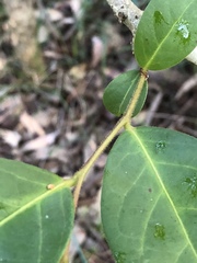 Glochidion ferdinandi pubens