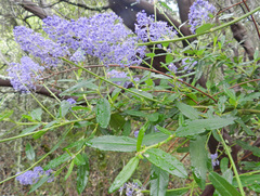 Ceanothus parryi