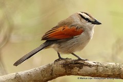 Tchagra australis