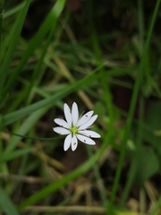 Stellaria graminea