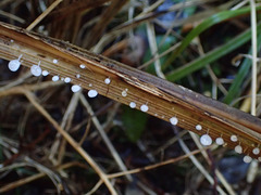 Gloiocephala phormiorum