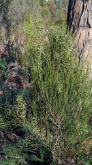 Leptomeria drupacea