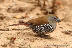 Hypargos margaritatus