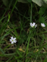 Stellaria graminea