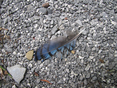 Blue Jay photographed in West Virginia