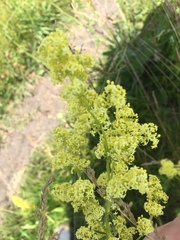 Galium × pomeranicum
