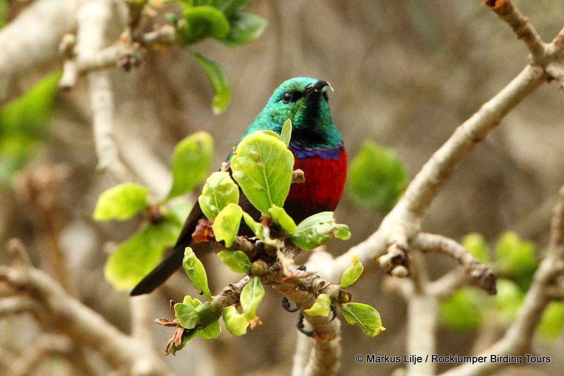Neergaard's Sunbird illustration