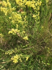 Galium × pomeranicum