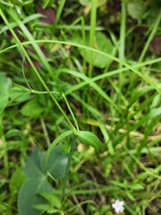 Stellaria graminea