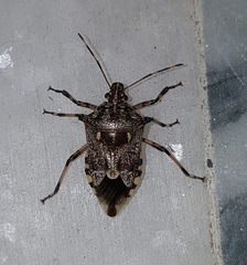 Eocanthecona furcellata
