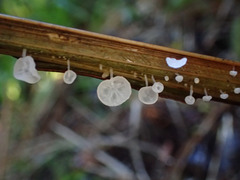 Gloiocephala phormiorum