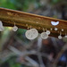Gloiocephala phormiorum - Photo (c) Penelope Noel Gillette, algunos derechos reservados (CC BY), subido por Penelope Noel Gillette