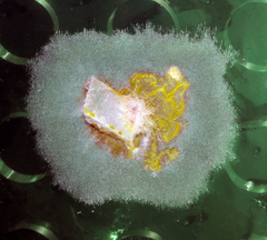 Dothideomycetes