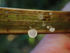 Gloiocephala phormiorum