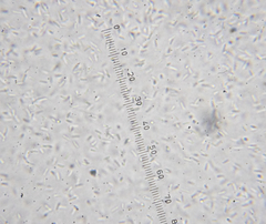 Dothideomycetes