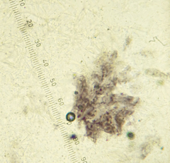 Dothideomycetes