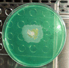 Dothideomycetes