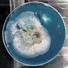 Dothideomycetes