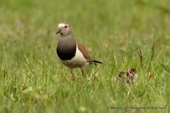 Vanellus melanopterus minor