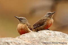 Geocolaptes olivaceus