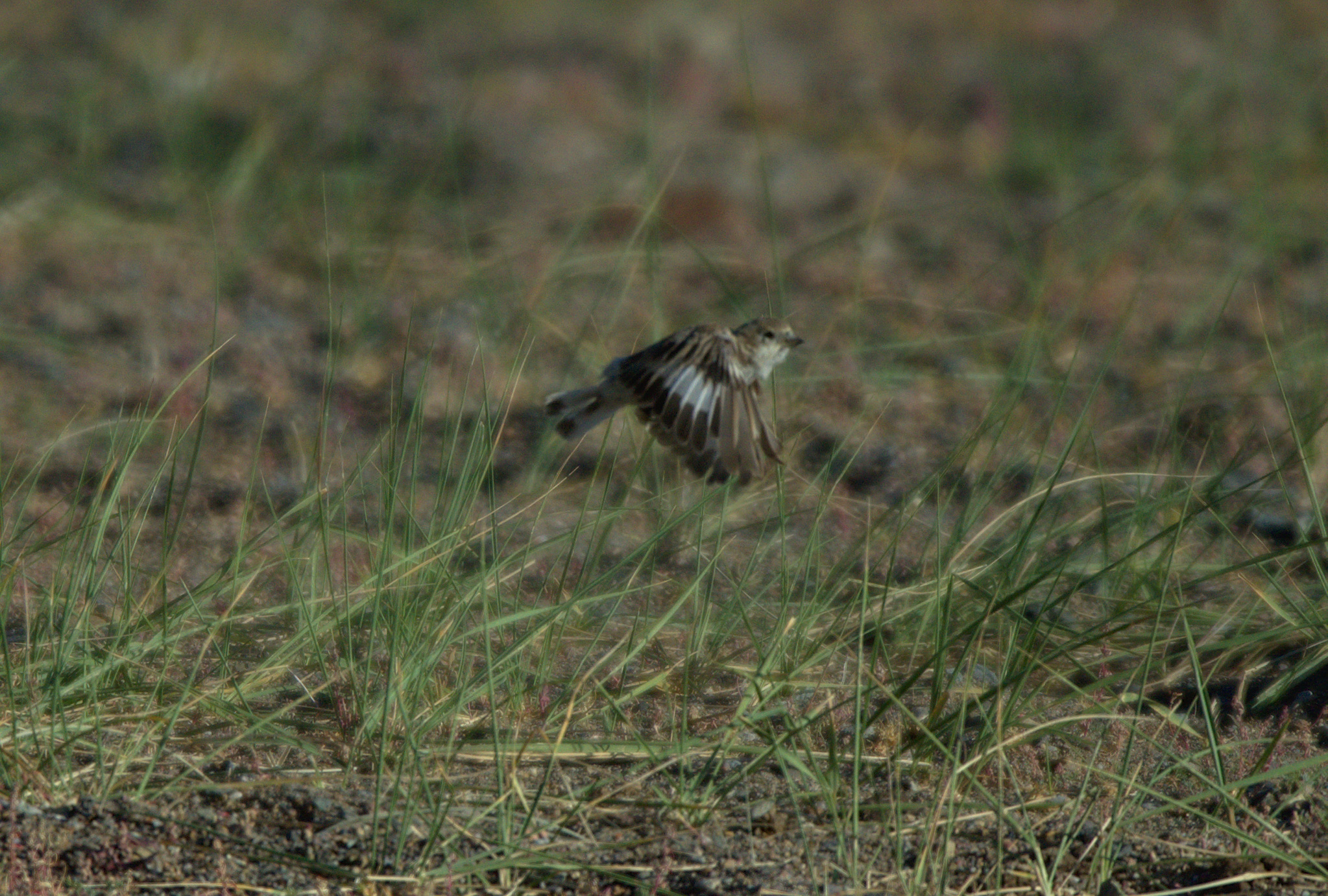 Pere David's Snowfinch