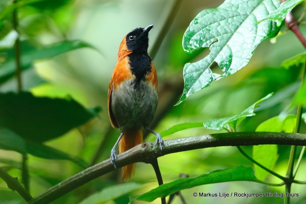 Black-faced Rufous-Warbler (Bathmocercus rufus) photo