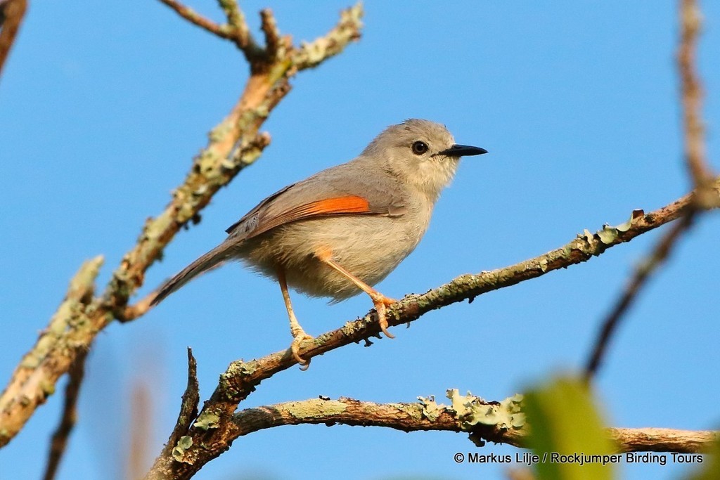 Red-winged Gray Warbler (Drymocichla incana) photo