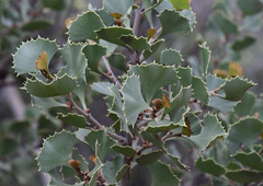 Hakea baxteri
