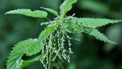 Urtica dioica
