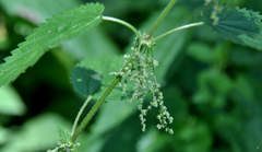 Urtica dioica