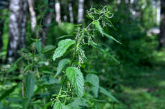 Urtica dioica