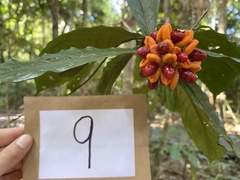 Pittosporum rubiginosum