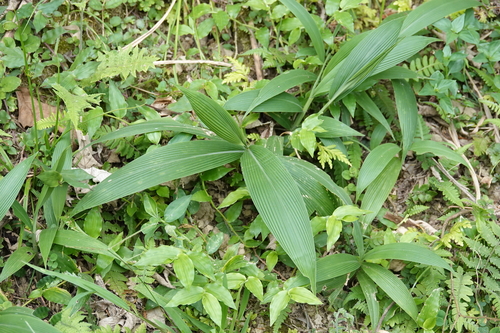 Setaria palmifolia
