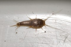 Neoasterolepisma wasmannii