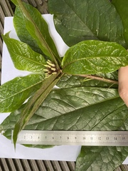 Pittosporum rubiginosum