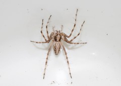 Oxyopes globifer