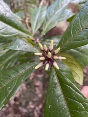 Pittosporum rubiginosum