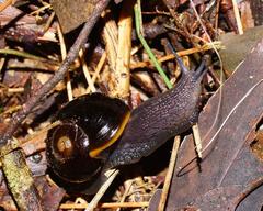 Victaphanta compacta