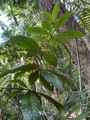 Pittosporum rubiginosum