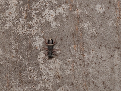 Lemidia accincta