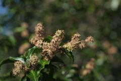 Homalium