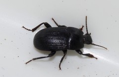 Pedinus quadratus