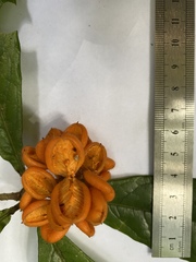 Pittosporum rubiginosum